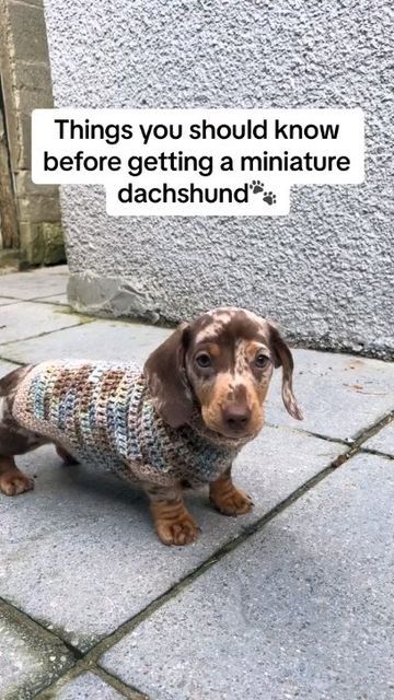 I Love Dachshund™ on Instagram: "Things you should know about miniature dachshunds!!! 🐾🥰 (Courtesy of TikTok/muttleytheminiature ) ▶️Join our @iluvdachshund community 💥 to enjoy Daily Dose of Dachshunds Cuteness 💞 💘 Use our #iluvdachshund and tag us in your post to get featured • • • #dachshund #dachshundpuppy #dachshundlove #dachshundoftheday #dachshundappreciation #dachshundsofinstagram #dachshunds #dachshundlife #dachshundofinstagram #dachshundlover #dachshunddaily #dachshundlovers #dachshundgram #dachshundnation #dachshundworld #dachshundobsessed #dachshundpuppies #dachshundsonly #dachshund_love #dachshund_world #dachshundoftheday_ #dachshund_feature #dachshundsofig #miniaturedachshund #minidachshund #dachshundsunited #dappledachshund #dachshund_corner #dachshundsdaily" Dapple Dachshund Miniature, Dachshund Temperament, Dachshund Adoption, Dachshund Personality, Dachshund Colors, Dachshund Puppy Funny, Dapple Dachshund Puppy, Dogs Instagram, Miniature Puppies