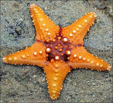 Starfish Facts, Creature Marine, Sea Anemone, Stella Marina, Beautiful Sea Creatures, Aquatic Animals, Sea Star, Marine Animals, Ocean Creatures