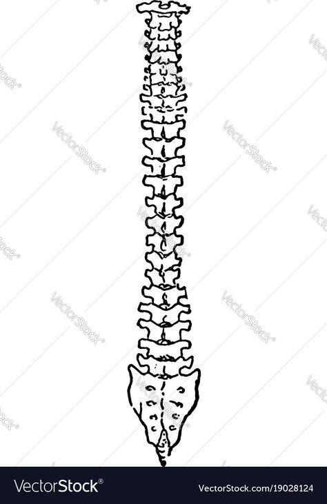 Bones Art Drawing, Back Bone Drawing, Backbone Drawing, Bones Sketch, Spine Drawing, Bone Drawing, Human Body Projects, Emo Tattoos, Back Bone