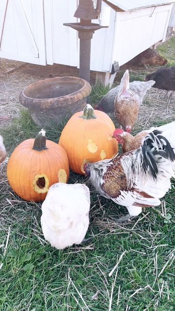 Chickens Carve Pumpkin, Chickens Carving Pumpkins, Chicken Carved Pumpkin, Chicken Carving Pumpkin, Chicken Pumpkin Carving, Chicken Halloween, Chicken Pumpkin, Chicken Cat, Chicken Treats