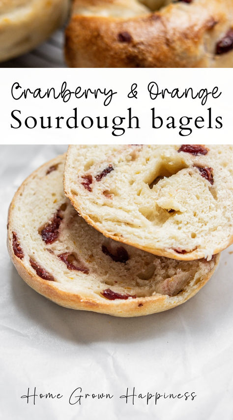 These sourdough cranberry orange bagels are deliciously chewy, scented with orange dotted with sweet dried cranberries.

#sourdoughrecipes #sourdough #sourdoughbagels #bagelrecipes Cranberry Sourdough, Dried Cranberries Recipes, Homemade Sourdough Bread Recipes, Bagel Recipe Easy, Sourdough Bagels, Bread Winners, Sourdough Bread Starter, Homemade Sourdough Bread, Cranberry Bread