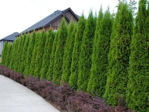 Thuja Emerald The Perfect Fast-Growing  Privacy Hedge Compact grower to 7-8' tall Thuja Emerald thrives in  full sun to part shade Easily adapts to sandy or heavy clay soils Plant in groups of 6, 12, or 24 for best results Plant 2-3' apart for fast hedge Jumbo 22" tall specimens for quicker results! Thuja Emerald Green, Fast Growing Hedge Plants, Clay Soil Plants, Thuja Green Giant, Emerald Green Arborvitae, Living Pool, Privacy Hedge, Privacy Trees, Privacy Plants