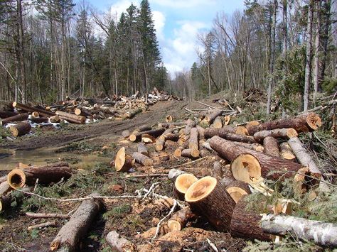 Illegal logging is the primary cause of the degradation of cedar-broadleaf forests in the Russian Far East. Photo credit: WWF Russia. Hand Art Projects, Pencemaran Udara, Sumber Daya Alam, Art Books For Kids, Cedar Forest, Tree Felling, Archaeology News, Old Trees, Environmental Issues