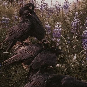 Dark Naturalism, Black Cat Aesthetic, Being Weird, Dark Forest Aesthetic, Yennefer Of Vengerberg, Black Birds, Aesthetic Pretty, Lavender Aesthetic, Raven Queen