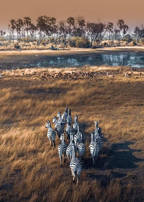 Okavango Delta 📷:Solly Levi Photography Okavango Delta Photography, Okavango Delta, Photos Of Eyes, Photography