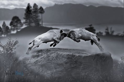 The Real Fighters by roedebe Adu Domba, Traditional Culture, Popular Photography, Online Photo Gallery, West Java, Photo Site, Mountain Goat, Phone Wallpaper For Men, Win Prizes