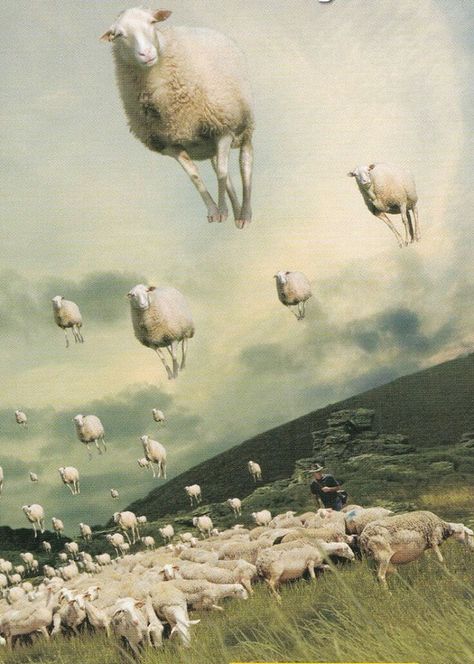 Floating sheep....:) The Sky, Sheep