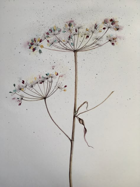 Cow Parsley Drawing, Cow Parsley Tattoo, Botanical Art Drawing, Quotes Wallpaper For Mobile, Wildflower Drawing, Cow Parsley, Wallpaper For Mobile, Bible Quotes Wallpaper, Pottery Painting Designs