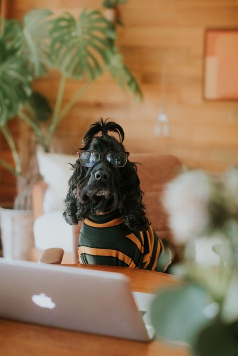 Take Your Dog to Work Day: 6 Reasons Dogs Make the Best Co-Workers Dog Friendly Office, Daisy Branding, Business Man Photography, Office Dog, Groom Photoshoot, Dog Diy, Happy Daisy, Working Dog, Dog Photoshoot