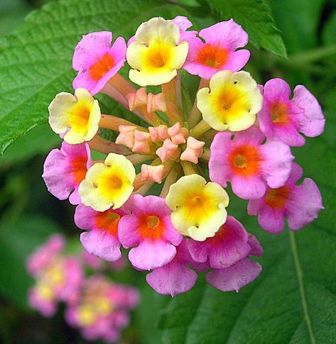 Bloom photo of Common Lantana (Lantana camara) uploaded to Garden.org by sunkissed Lantana Camara Flower, Common Lantana, Lantana Flower, Zone 9b, Lantana Plant, Lantana Camara, Flowers Printable, Flower Printable, Photo Location