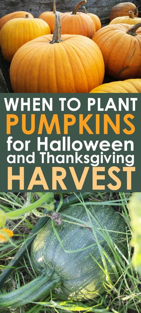 GROWING PUMPKINS: Dreaming of growing your own pumpkins for Halloween and Thanksgiving? Find out exactly when to plant pumpkins for the perfect fall harvest! Plant Pumpkins, When To Plant Pumpkins, Pumpkins For Halloween, Planting Pumpkins, Busch Gardens Tampa, Pumpkin Garden, When To Plant, Garden Layout Vegetable, Growing Pumpkins