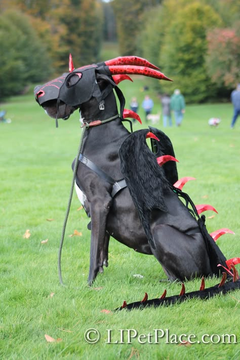 Coolest pet costume at a recent Halloween event! Bella the Dragon Dog! Handmade costume! Pitbull Dog Costume, Black Dog Costume Ideas, Black Dog Halloween Costumes, Black Dog Costume, Dog Beast Costume, Scary Dog Costumes, Dog Dragon Costume Diy, Large Dog Halloween Costumes, Dog Costumes Black Dogs