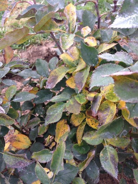 Rose Issues - http://www.gardenanswers.com/plant-diseases/rose-issues/ Plant Deficiencies, Rose Diseases, Monica Rose, Pruning Roses, Types Of Diseases, Rose Bushes, Rose Plant, Rose Care, China Rose