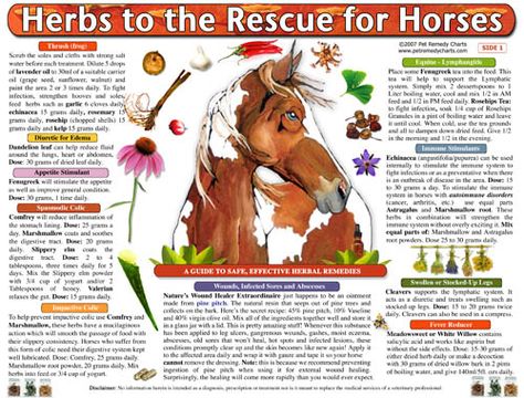 Herbal Medicine Chart for Horses Herb Chart, Equine Massage Therapy, Equine Massage, Horse Nutrition, Equine Care, Healthy Horses, Horse Care Tips, Horse Facts, Equine Therapy