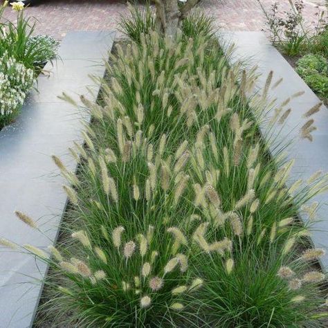 bol.com | 8 x Pennisetum 'Little Bunny' - Lampenpoetsersgras in C2 pot met hoogte 10-20cm Amazing Landscaping Ideas, Narrow Garden, Sunken Garden, Grasses Garden, Ornamental Grasses, Modern Landscaping, Garden Cottage, Small Gardens, The Grass