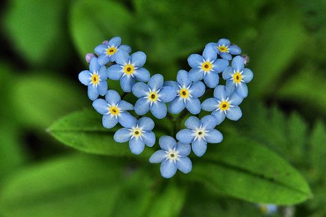 Forget Me Not by Japareng Lalung, via Flickr Nature Hearts, History Fashion, Blue Garden, Forget Me Nots, Little Flowers, Canned Food, Winter Food, Forget Me Not, Flower Pictures