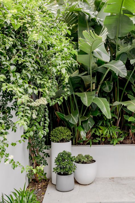 If you're seeking privacy from your neighbours, consider planting tall greenery like slender weaver bamboo and giant birds of paradise. Pool Potted Plants, Giant Bird Of Paradise, Modern Window Treatments, Plant Pot Design, Garden Retreat, Pot Plants, Aesthetic Home Decor, Landscape Construction, Modern Window