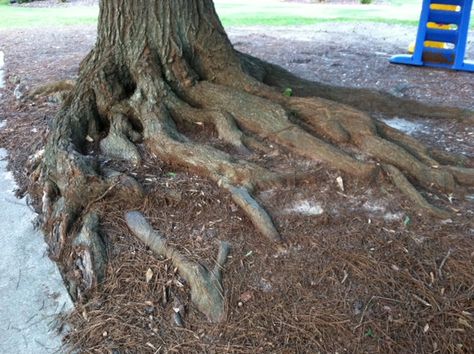 Tree – Covering Exposed Roots | Walter Reeves: The Georgia Gardener Tree Roots Landscaping, Oak Tree Roots, Garden Vertical, Landscaping Around House, Landscaping Around Trees, Architecture Garden, Pergola Pictures, Yard House, Making Plant Pots