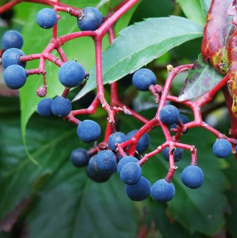 How to Identify Poison Berries & 10 Poisonous Wild Berries to Avoid - Outdoor Fads Poison Berries, Poisonous Berries, Parthenocissus Quinquefolia, Sarracenia Purpurea, Buddleja Davidii, Wild Food Foraging, Purple Fruit, Virginia Creeper, Ivy Plants