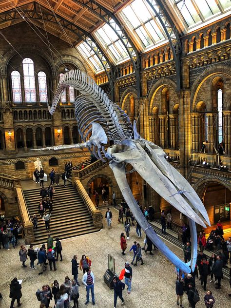 #Blue #Whale skleton at #NationalHistoryMuseum #museum #London British Museum Aesthetic, British History Museum, National History Museum London, Whale Museum, Dino Museum, National History Museum, Magazine Design Cover, Natural History Museum London, British Museum London