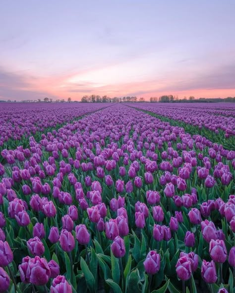 Present In The Moment, Be At Peace, Purple Flowers Wallpaper, Flowery Wallpaper, Flower Icons, Tulips Garden, Nothing But Flowers, Tulip Fields, Purple Tulips