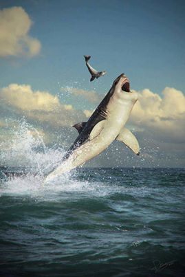 Shark vs air vs seal lion Underwater Animals, White Sharks, Great White Shark, Great White, Ocean Creatures, Ocean Animals, Sea World, Sealife, Underwater World