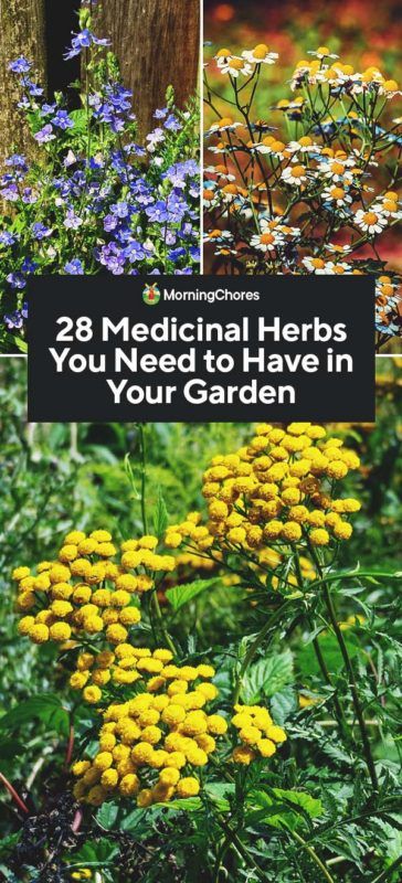 Medicinal Herbs Garden, Medical Herbs, Garden Types, Herbs For Health, Have Inspiration, Garden Care, Healing Herbs, Growing Herbs, Medicinal Herbs