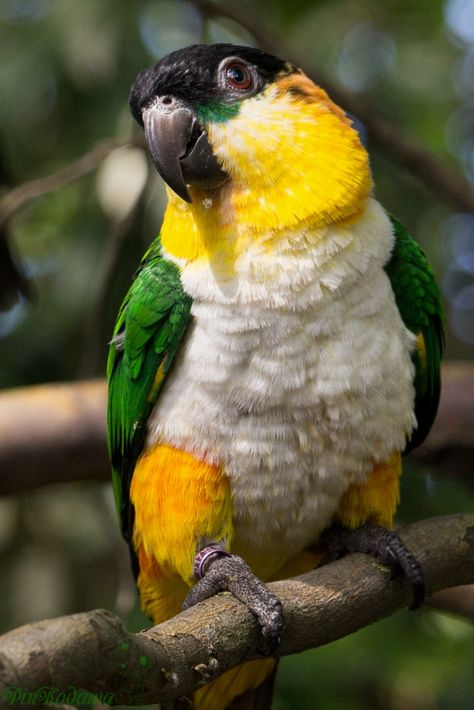 Caique Parrot, Black Headed, Birds Parrots, Most Beautiful Birds, Pet Wellness, Parakeets, Animal References, Tropical Birds, Colorful Birds