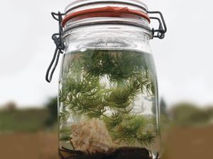 Tabletop Biosphere Indoor Water Garden, Aquatic Ecosystem, Garden Terrarium, Applied Science, Mason Jar Diy, Mason Jar Crafts, Science Activities, Board Ideas, Ecosystem