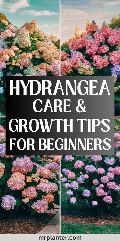 Hydrangea growth stages with care tips for beginners Hydrangea Planting Tips, Care For Hydrangea Plants, Hydrangea Care Pruning, How To Care For Hydrangeas, Hydrengas Garden Ideas, Hydrangea Tree Landscaping, Hydrangea Garden Ideas, Hydrangeas In Front Of House, What To Plant With Hydrangeas