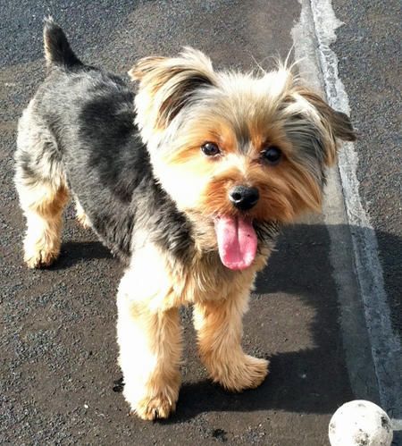 THIS LITTLE YORKIE LOOKS JUST LIKE MY DOLLY.  ACCEPT DOLLY IS SILVER WHERE THIS ONE IS MORE BLACK. BUT THE FLOPPY EARS AND TAIL AND FACE ARE 'ALL' DOLLY. Yorkie Floppy Ears Haircut, Yorkie With Floppy Ears, Yorkie Poo Haircut, Morkie Haircuts, Yorkie Cuts, Puppy Haircut, Yorkie Haircuts, Yorkshire Terrier Haircut, Yorkie Mix