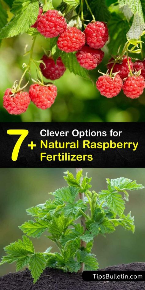 Organic Raspberry Fertilizer - DIY Raspberry Bush Food Raspberry Tree, Homemade Fertilizer, Raspberry Bushes, Diy Fertilizer, Natural Plant Food, Raspberry Bush, Growing Raspberries, Raspberry Plants, Fruit Bushes