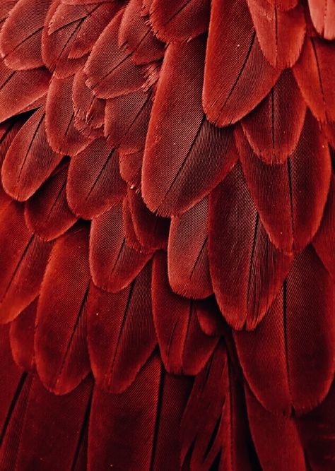 Red Feather Aesthetic, Firebird Aesthetic, Vermilion Aesthetic, Spear Aesthetic, Vermillion Bird, Crows Aesthetic, Vermilion Bird, Keigo Takami, Autumn Palette