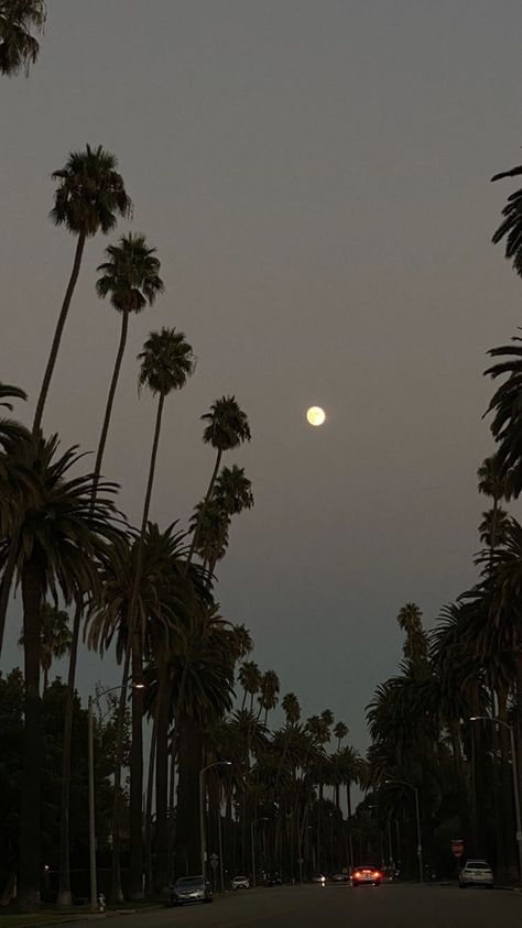 Dark California Aesthetic, Los Angeles California Photography, Los Angeles Palm Trees, La Night, Fall Board, Palm Trees Wallpaper, California Vibe, Aesthetic Japan, City Of Angels