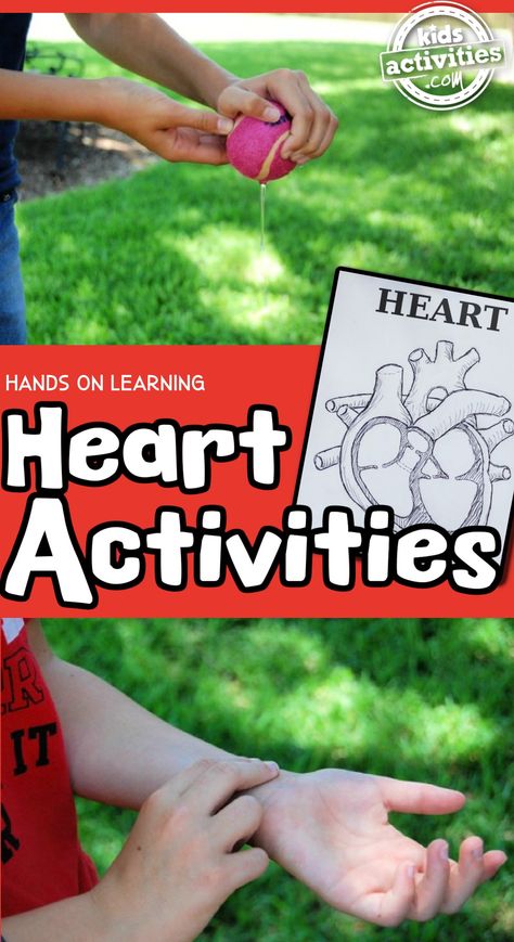 Human Heart for Kids: Hands On Heart Activity | Kids Activities Blog Heart Activities For Kindergarten, Human Heart Preschool Activities, Heart Activity For Preschool, Heart Preschool Activities, Heart Activities For Kids, Kids Science Fair Projects, Heart Facts, Free Educational Websites, Heart Science