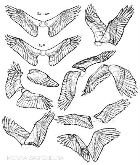 Human Wings Drawing, Birds Wings Drawing, How To Draw Bird Wings, Folded Wings Reference, Wing Poses Reference, Bird Wings Reference, How To Draw Angel Wings, Bird Wings Drawing, Wing Poses