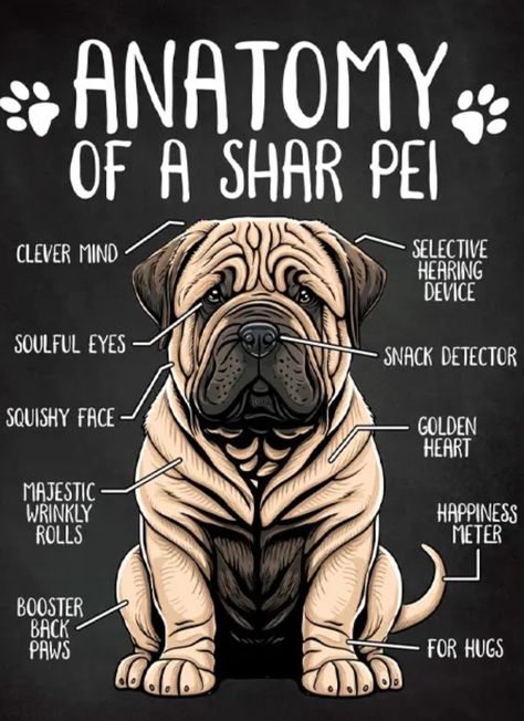 Dog Pencil Drawing, Shar Pei Puppies, Healthcare Plan, Shar Pei Dog, Chinese Shar Pei, Shar Pei, Puppy Love, Fur Babies