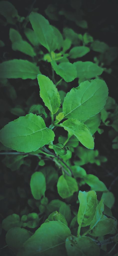 Tulsi plant Leaves Pictures, Tulsi Leaves, Leaves Aesthetic, Tulsi Plant, Plant Pictures, Plant Leaves, Plants, Quick Saves, Nature