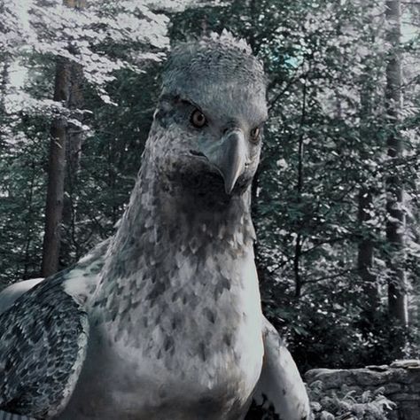 Buckbeak Harry Potter, Magical Creatures Harry Potter, Harry Potter Creatures, Harry Potter Oc, Harry Potter Icons, Images Harry Potter, Hogwarts Aesthetic, Prisoner Of Azkaban, Harry Potter Pictures