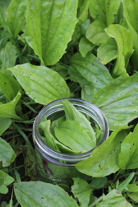 Plantain Salve Backyard Foraging, Herbal First Aid Kit, Plantain Plant, Plantain Salve, Plantain Herb, Herbal Salve Recipes, Plant Remedies, Herbal First Aid, Medicinal Herbs Remedies