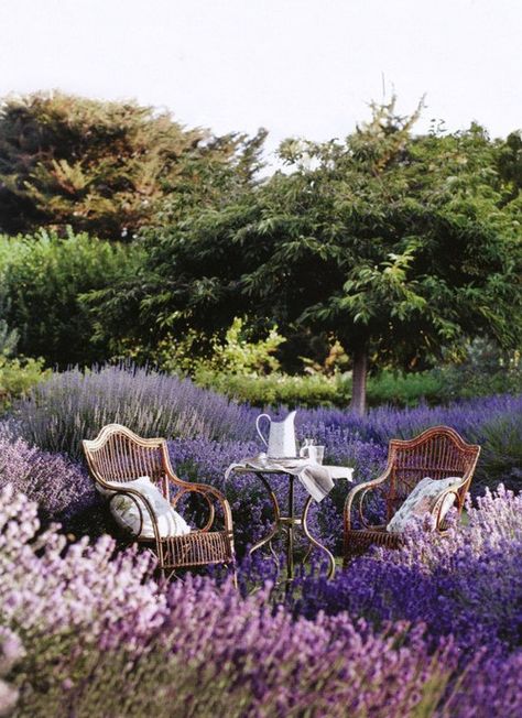 Lavender Fields - a cup of coffee or tea and an amazing book: this would be the perfect reading spot. Gods Country, Taman Air, Lavender Garden, Have Inspiration, Lovely Lavender, The Secret Garden, Gorgeous Gardens, Lavender Fields, Garden Cottage