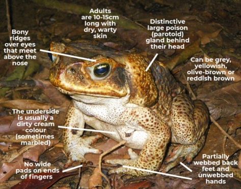 Egg hatching Cane toad eggs will hatch in 24-72 hours. Cane Toad, Egg Hatching, Frog Eggs, Frog Species, Duck Pond, Native Australians, Frog And Toad, Tree Frogs, Happy Days