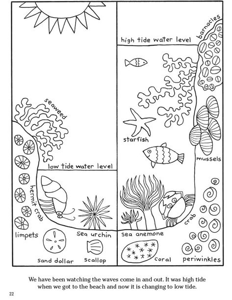 Welcome to Dover Publications - Color Your World: A Walk on the Beach Dover Publications Coloring Pages, Dover Publications Coloring, English Corner, Birds Drawing, Elementary Art Classroom, Summer Homeschool, Free Coloring Pages For Kids, Biology Worksheet, Social Skills For Kids