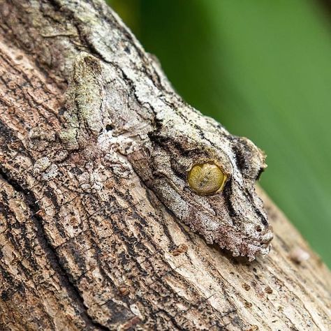 SoloWilderness on Instagram: “Camouflage is the best way to fool predators. Camouflage, also known as cryptic coloration, isn’t just for soldiers in the military; it’s…” Types Of Camouflage, Fall Pictures Nature, Nature Projects, Animal Hide, Amazon Rainforest, Reptiles And Amphibians, Pet Puppy, Animals Images, Nature Animals