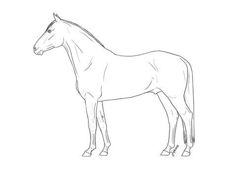 Horses Drawings, Draw Horse, Horse Outline, Standing Horse, Horse Animation, Dutch Warmblood, Horse Sketch, Horse Coloring Pages, Ipad Drawings