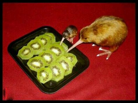 Kiwis eating kiwi fruit. Funny Animal Facts, Animal Facts Interesting, Animal Captions, Kiwi Bird, Facts You Didnt Know, Interesting Animals, 웃긴 사진, Animal Facts, 귀여운 동물