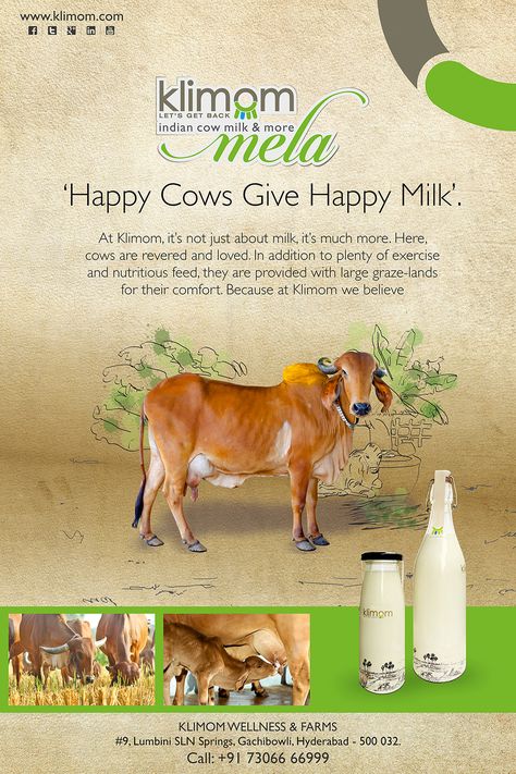 Dairy Farm Design, Cow Ranch, Milk Advertising, Organic Food Logo, Organic Ghee, Standee Design, Organic Packaging, Supplements Packaging, Milk Brands