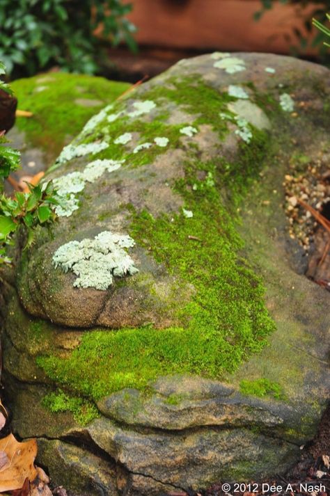 Mossy Rocks Aesthetic, Moss Covered Rocks, Lichen On Rocks, Moss On Stone, Moss On Rocks, Bloedel Reserve, Mossy Stone, Moss Rocks, Mossy Rocks