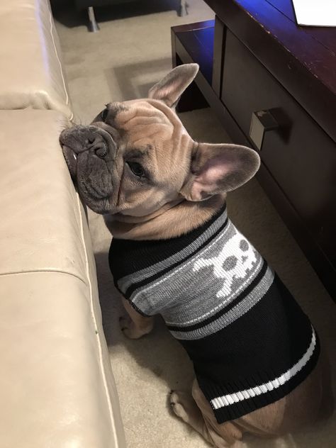 French Pitbull, French Bulldog In Clothes, Aesthetic French Bulldog, Bull Dogs Frances, Family Dogs Breeds, Fluffy French Bulldog Full Grown, Dog Corner, Nanny Dog, Really Cute Puppies