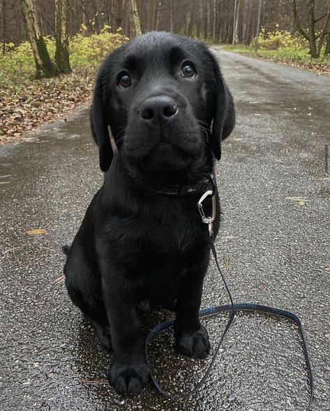 Black Lab Puppies Aesthetic, English Black Lab, Black Lab Puppy, Puppy Dog Pictures, Black Labs Dogs, Lab Dogs, Black Lab Puppies, Very Cute Dogs, Lab Puppies